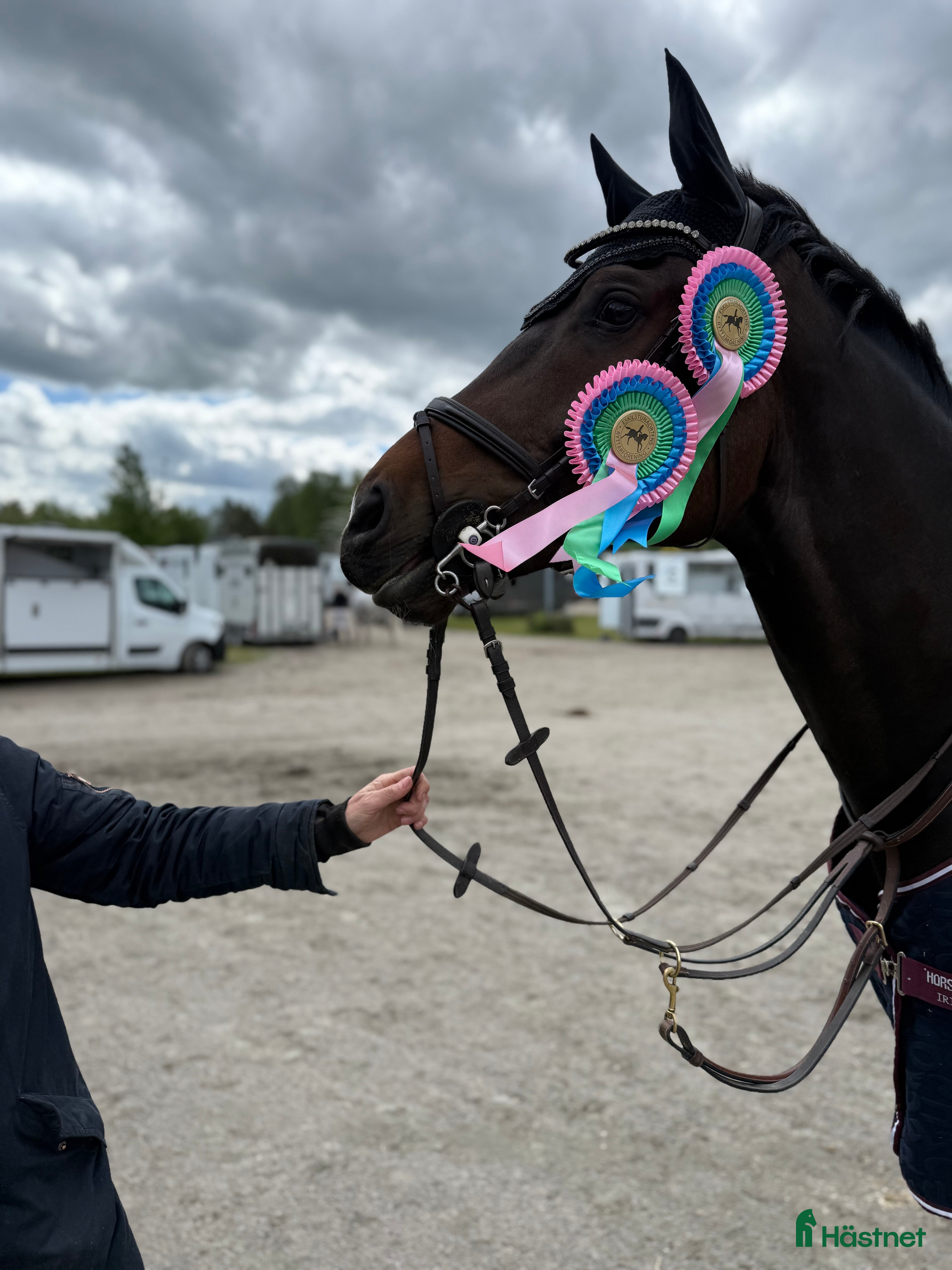  hästar Mycket fin häst med bra huvud - Annons 1