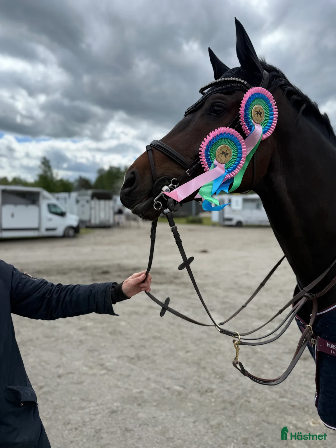 Hoppning hästar till salu: Mycket fin häst med bra huvud - Annons 1