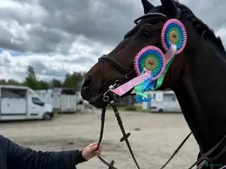 hästar Mycket fin häst med bra huvud - Annons 1