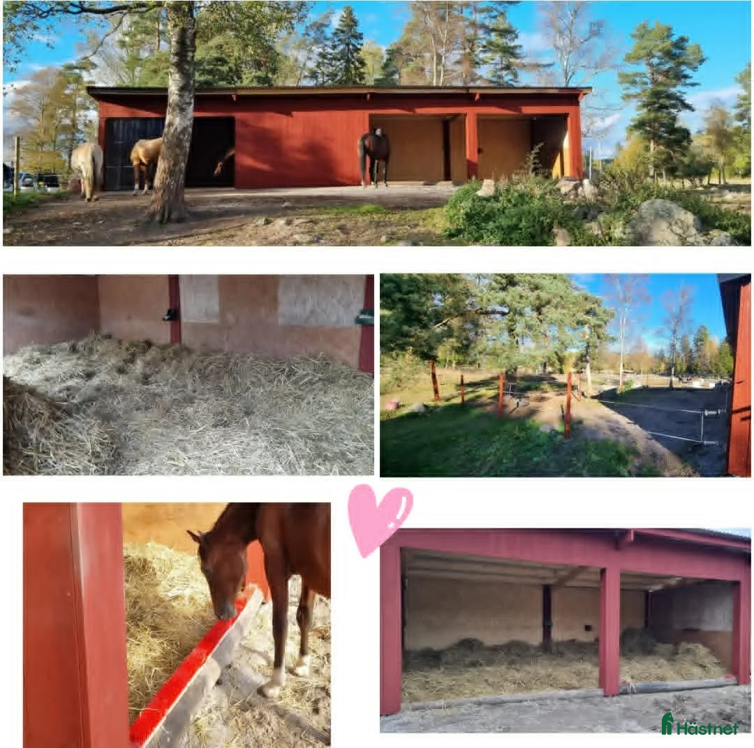  stallplats finnes: Lösdrift för valacker/hingstar - Annons 1