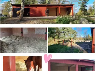 stallplats finnes: Lösdrift för valacker/hingstar - Annons 2
