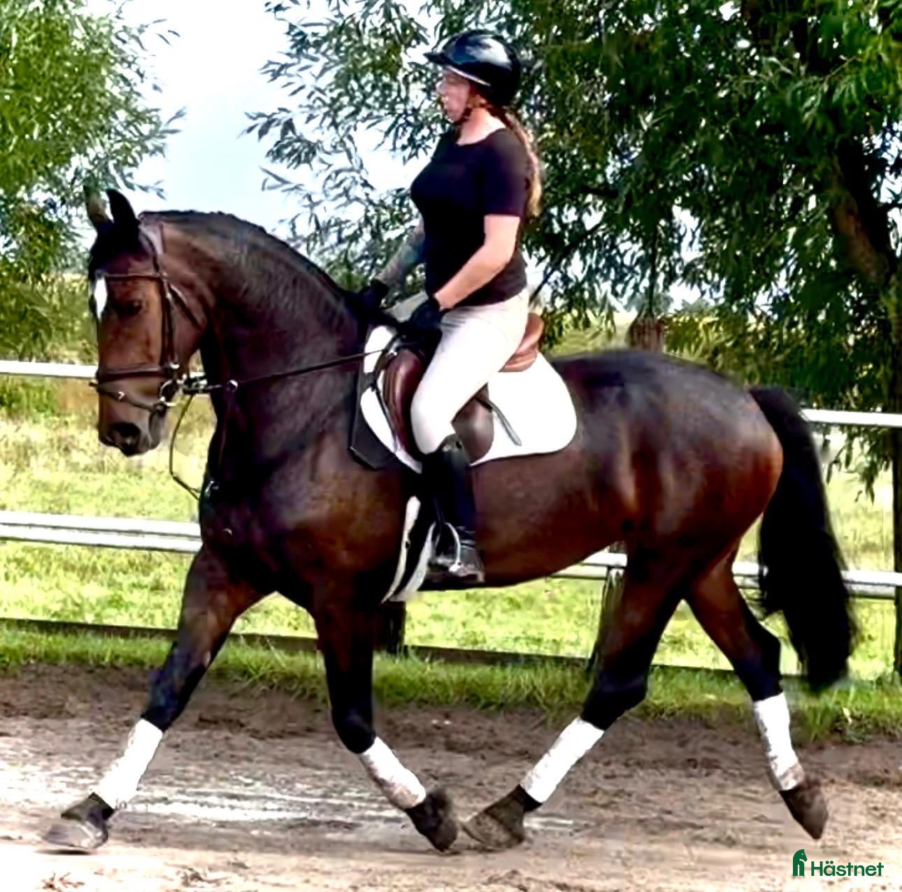  hästar NEW VIDEO! Top Quality 8yo mare-Salwinia  - Annons 10