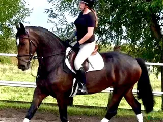 hästar NEW VIDEO! Top Quality 8yo mare-Salwinia - Annons 10