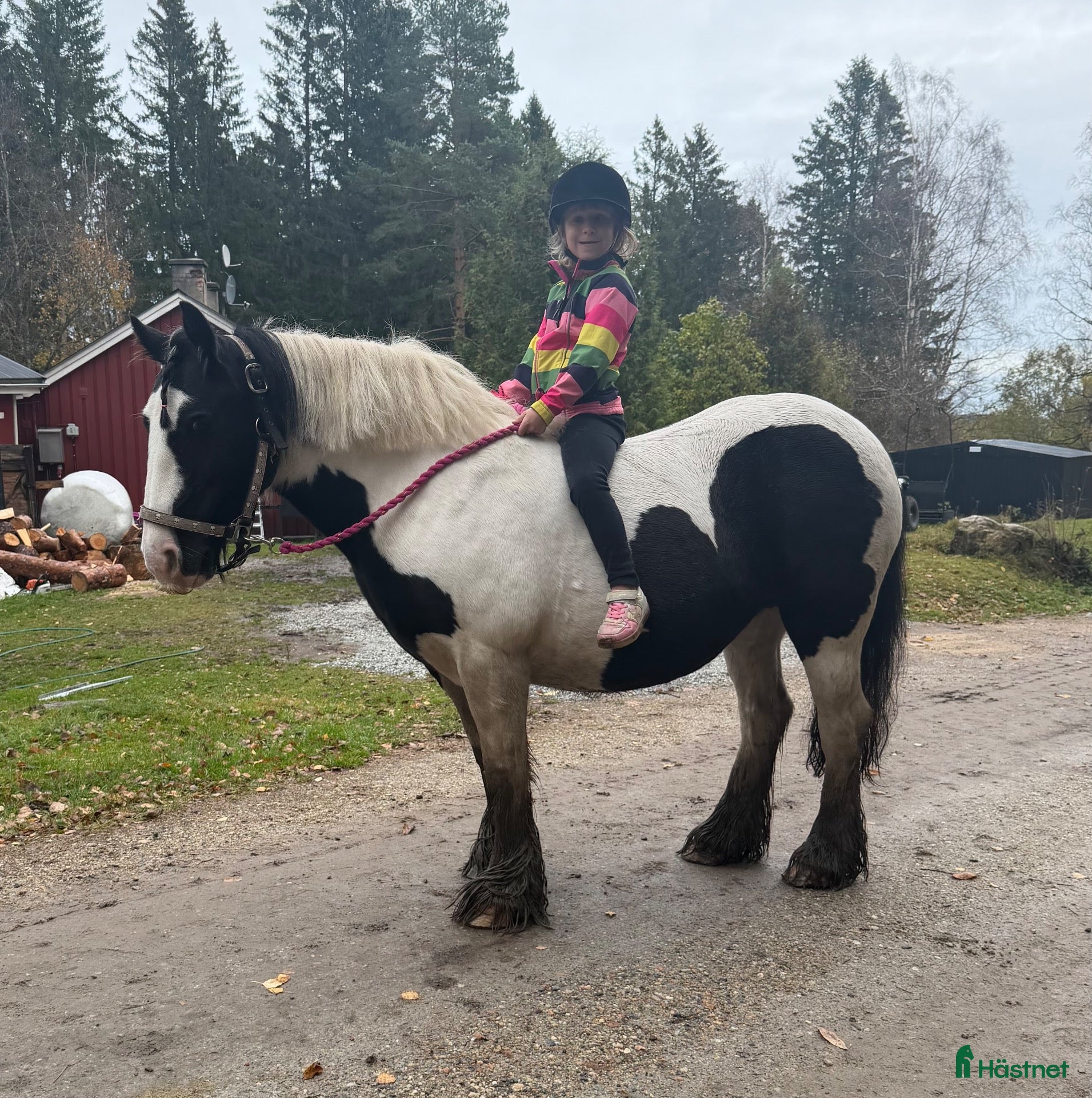 hästar Genomsnäll 10 årig cobponny - Annons 1