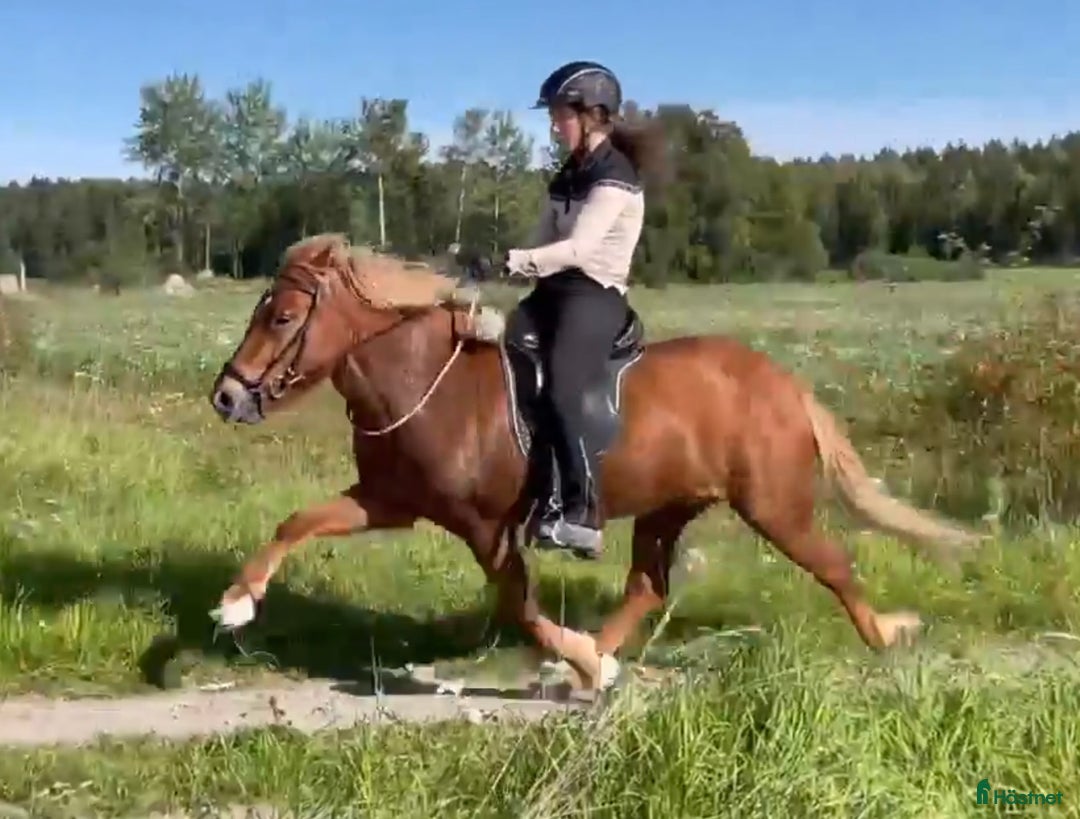 Island hästar till salu: Vill du tävla pass? i Eskilstuna - Annons 1