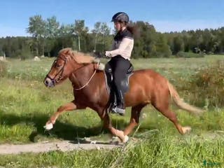 hästar Vill du tävla pass? - Annons 5