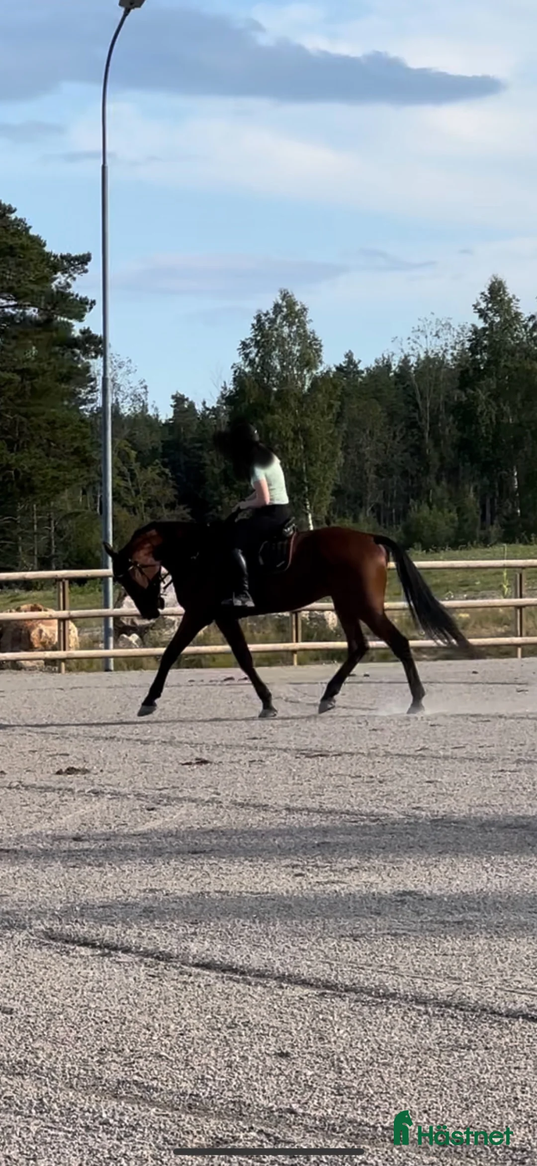 Allround hästar till salu: Snäll valack - Annons 2