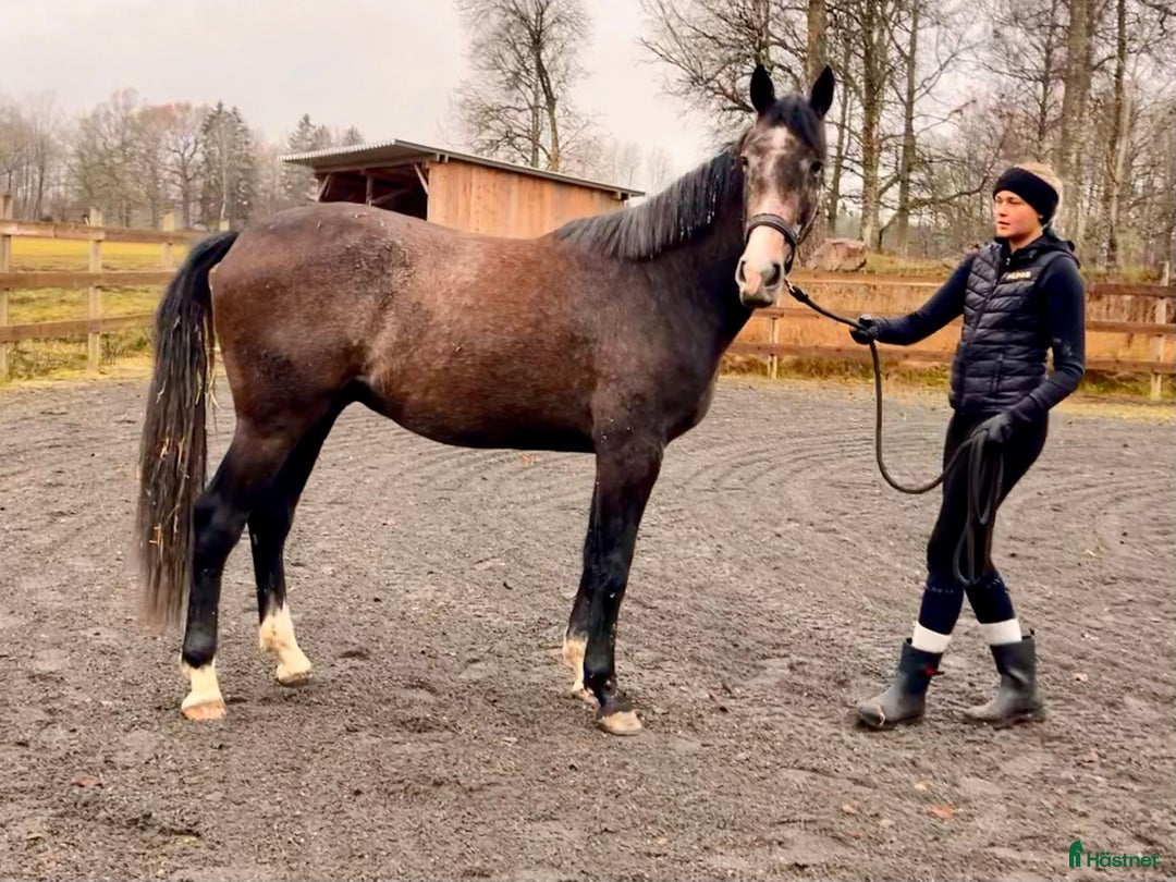 Hoppning hästar till salu: Valack 2år e: Caracas-Electro-Darco  i Götene - Annons 1