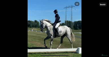  hästar i Malmö - Annons 14