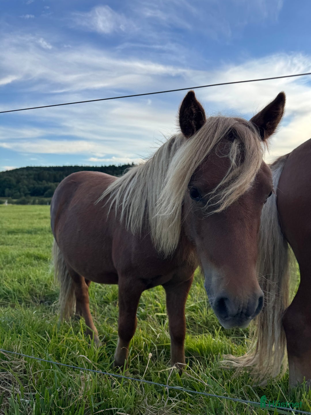  foderhäst finnes: Snäll och välhanterad unghingst i Göteborg - Annons 4