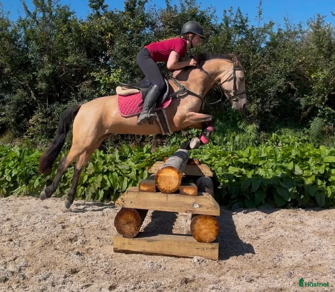 Allround hästar till salu: Irish riding ponies - Annons 18
