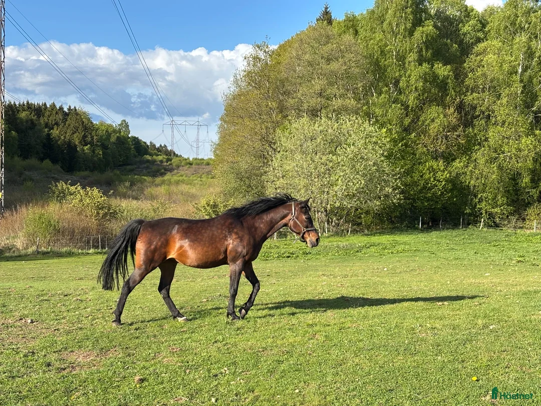 Allround hästar till salu: Fin ridponny efter Power Boy - Annons 2