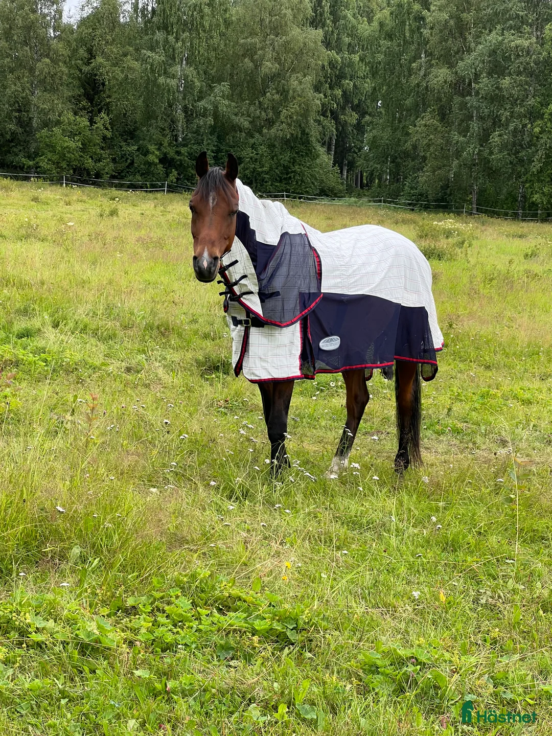 Allround hästar till salu: Snäll 11-årig arabvalack – trevlig hobbyhäst i Boden - Annons 8