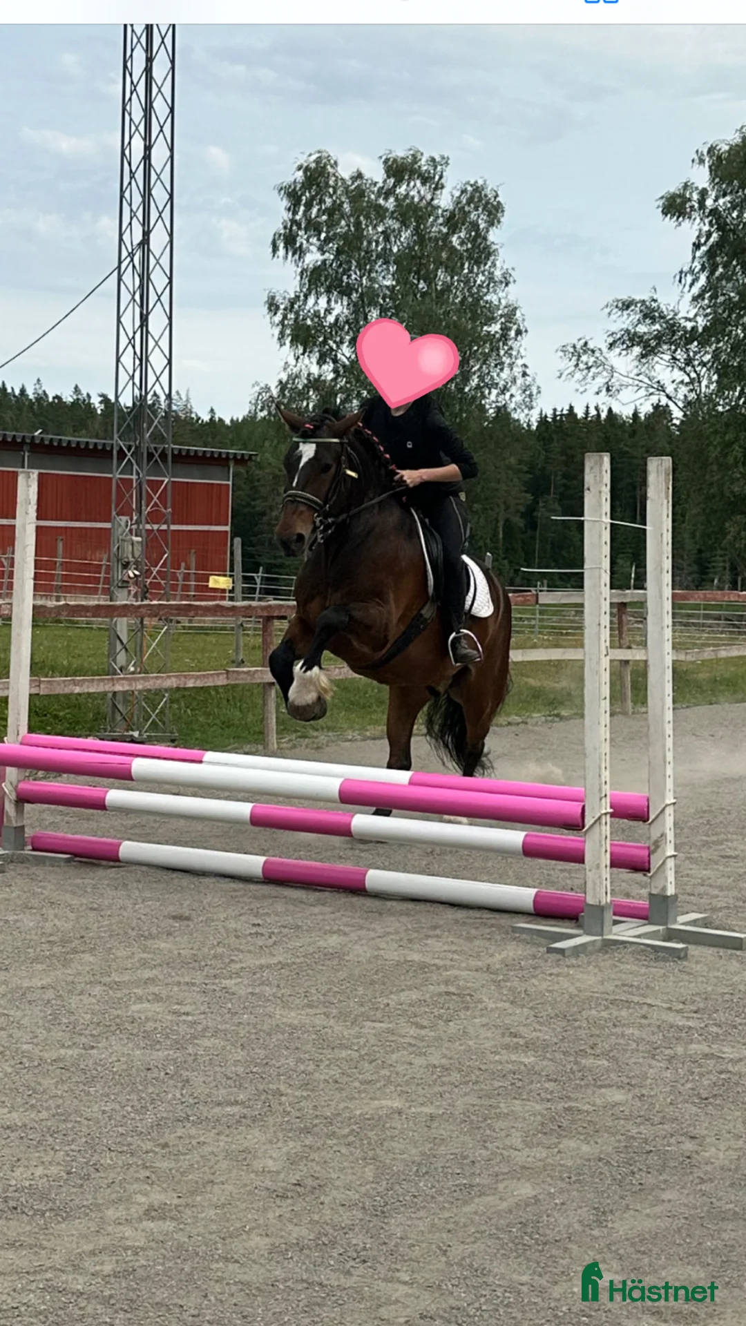 Allround hästar till salu: Börje  - Annons 2