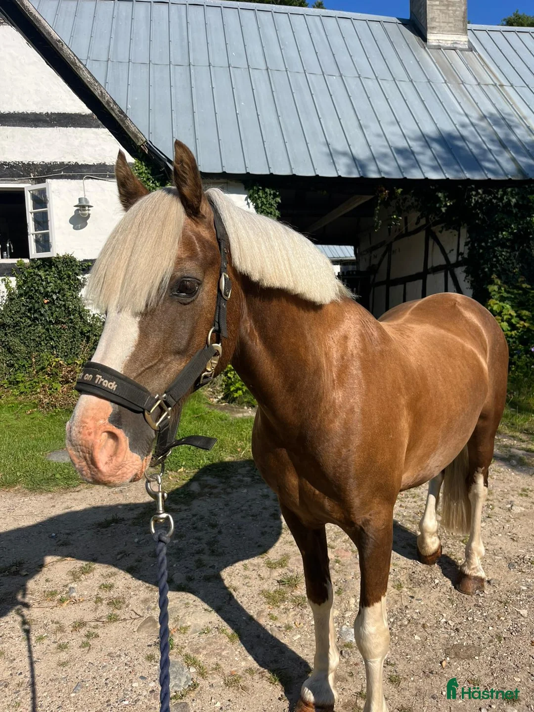 Hoppning hästar till salu: Stjernepony  - Annons 15