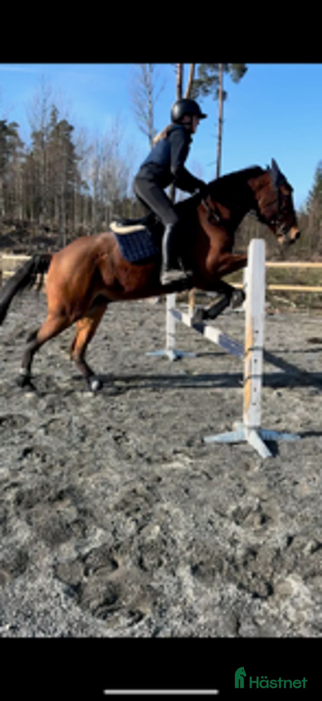 Allround hästar till salu: Allround varmblod  - Annons 6