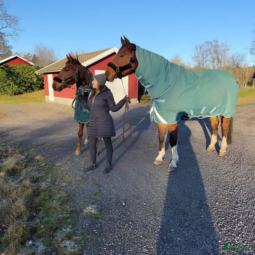 Allround hästar sökes: Söker sto till flocken pga flytt till hästgård! - Annons 5