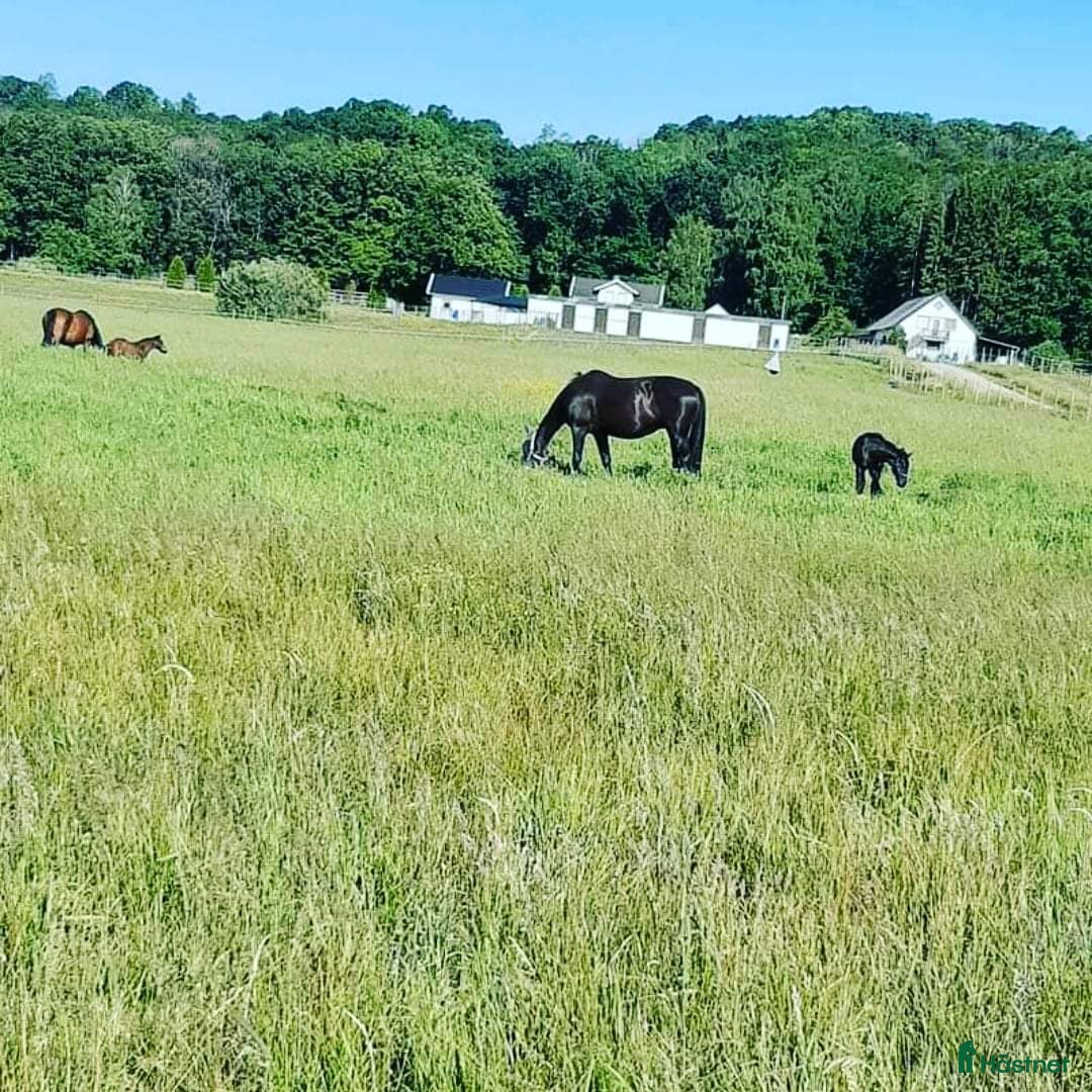  stallplats finnes: Liten lösdrift ledig i Horred - Annons 1