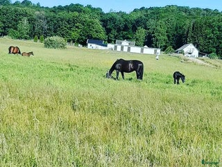 stallplats finnes: Liten lösdrift ledig i Horred - Annons 3