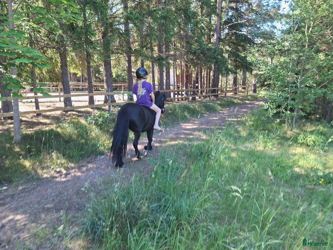 Allround hästar till salu: Riden och körd shettis 5 år✨️ - Annons 1
