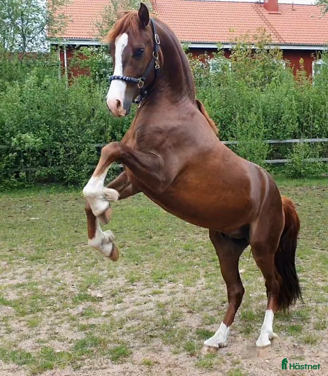 Allround hästar till salu: Superfin, till tävling och hobby! - Annons 22