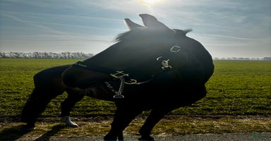  hästar i Laholm - Annons 8