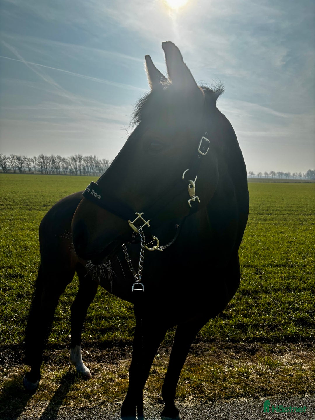 Dressyr hästar till salu: Vaken liten tjej i Laholm - Annons 2