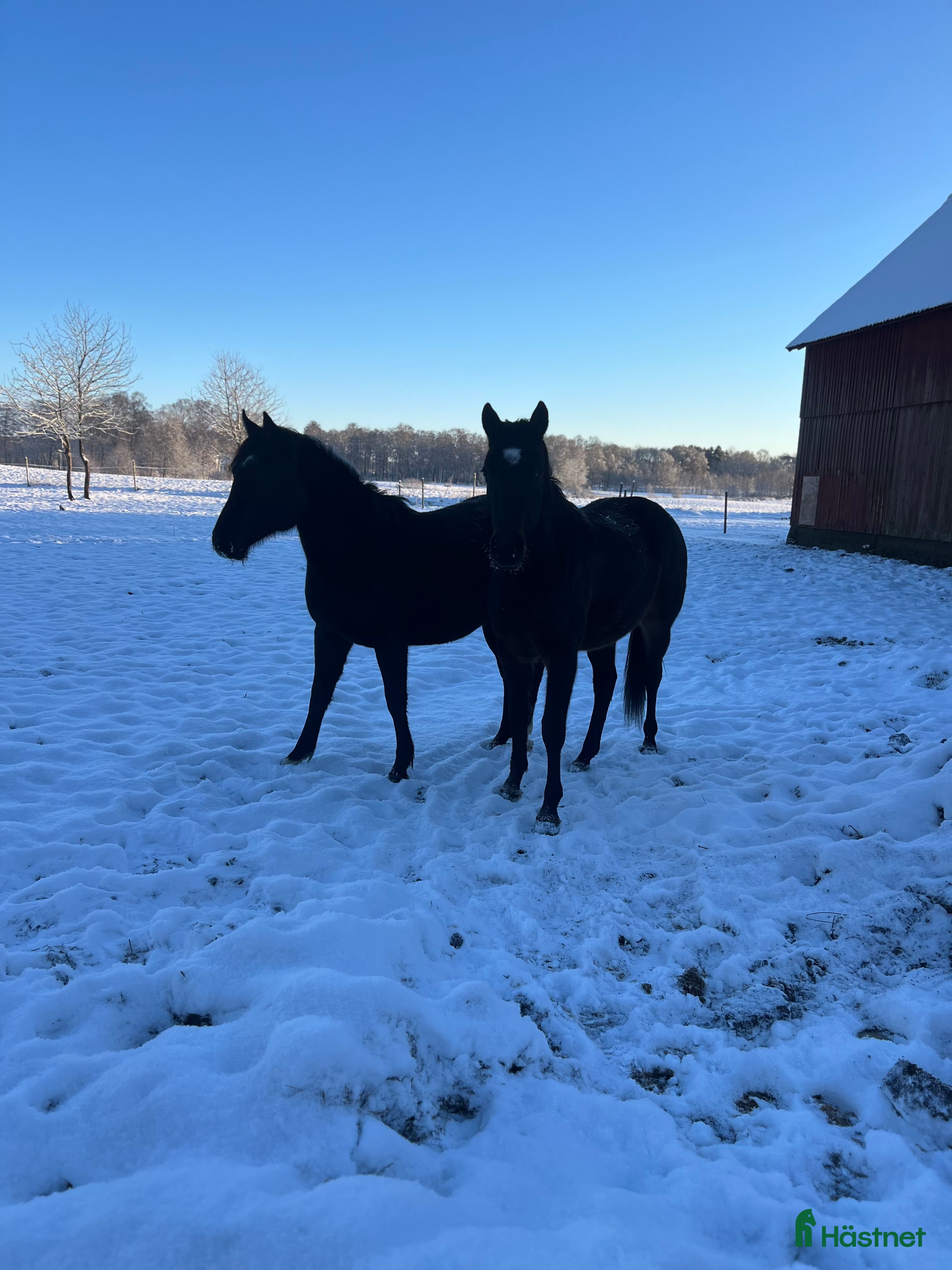  hästar Ung hopp häst med kapacitet sökes i Ängelholm - Annons 7
