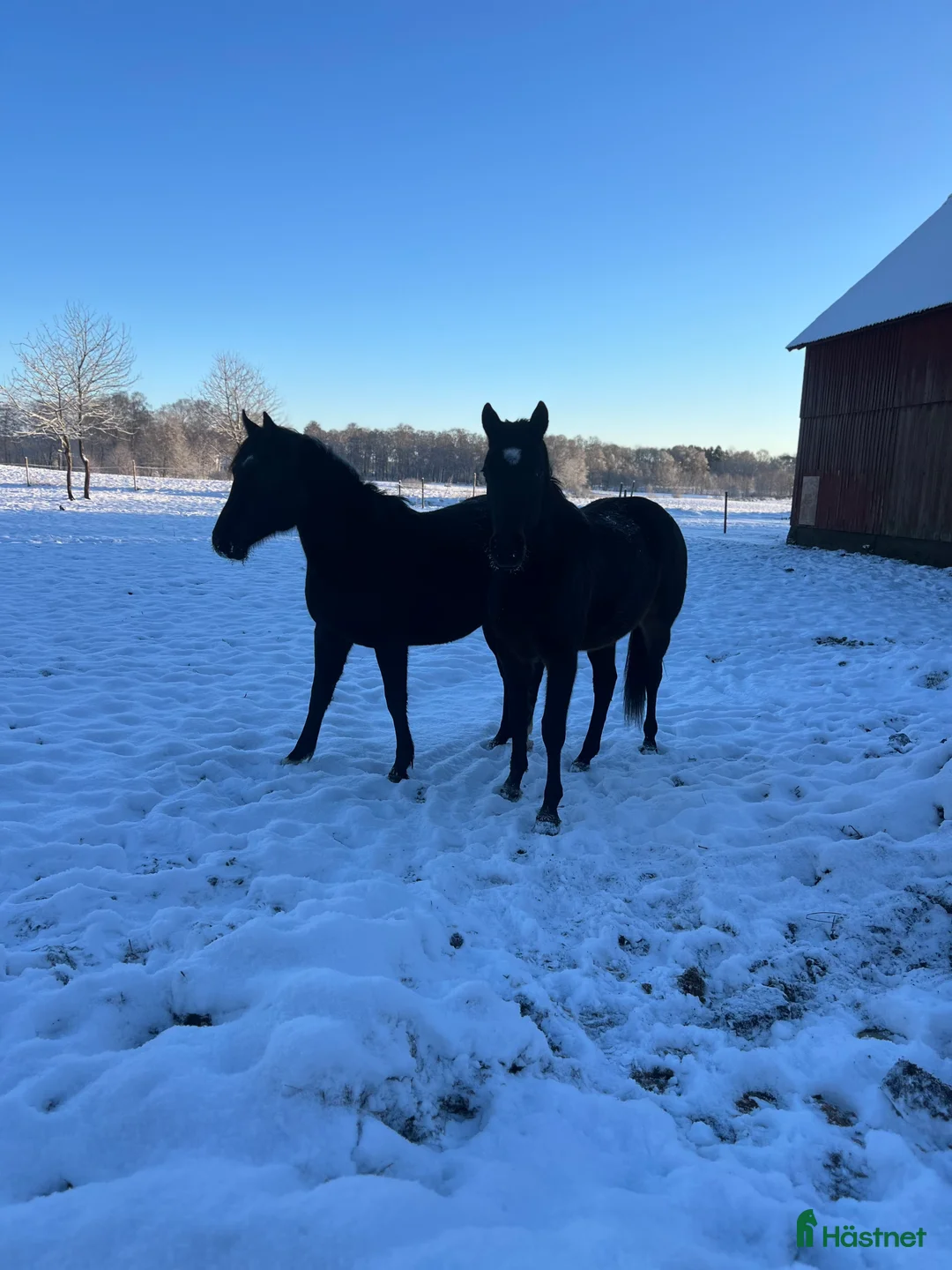 Hoppning hästar sökes: Ung hopp häst med kapacitet sökes i Ängelholm - Annons 1