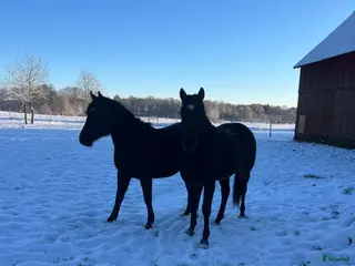 hästar Ung hopp häst med kapacitet sökes i Ängelholm - Annons 7