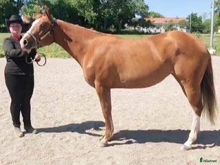 hästar i Uppsala - Annons 22