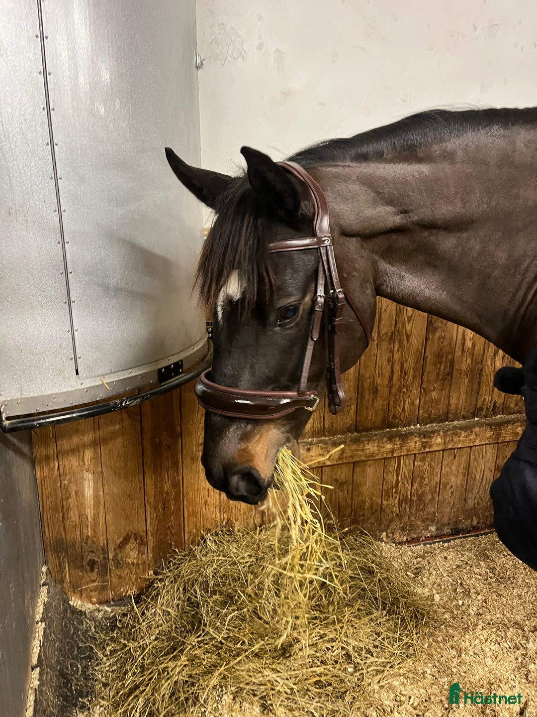 Träns hästutrustning till salu: Nytt brunt kandar från Dyon i Lidingö - Annons 3