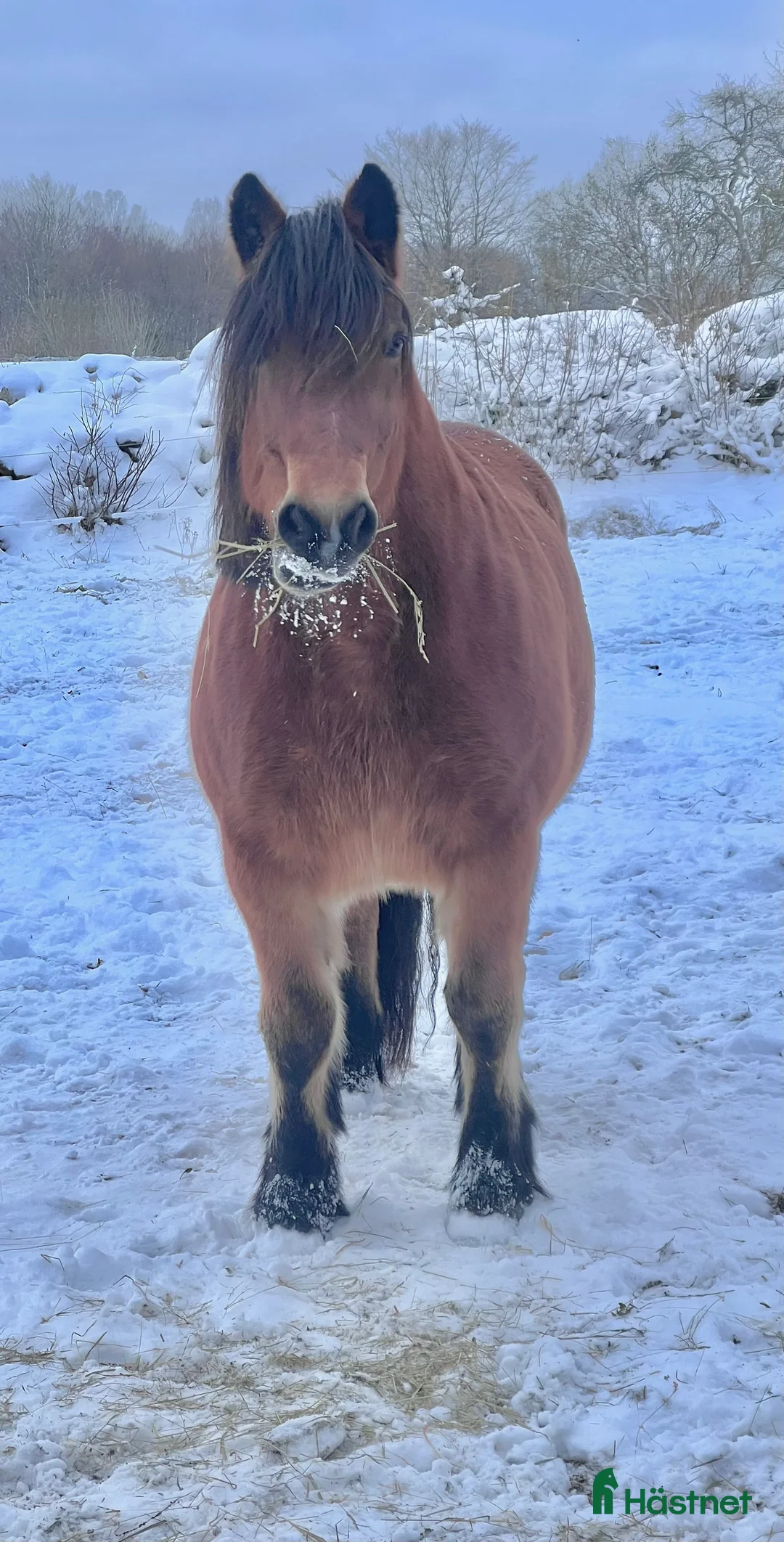 Allround hästar till salu: Världens snällaste skogsmulle / tanthäst i Hörja - Annons 8