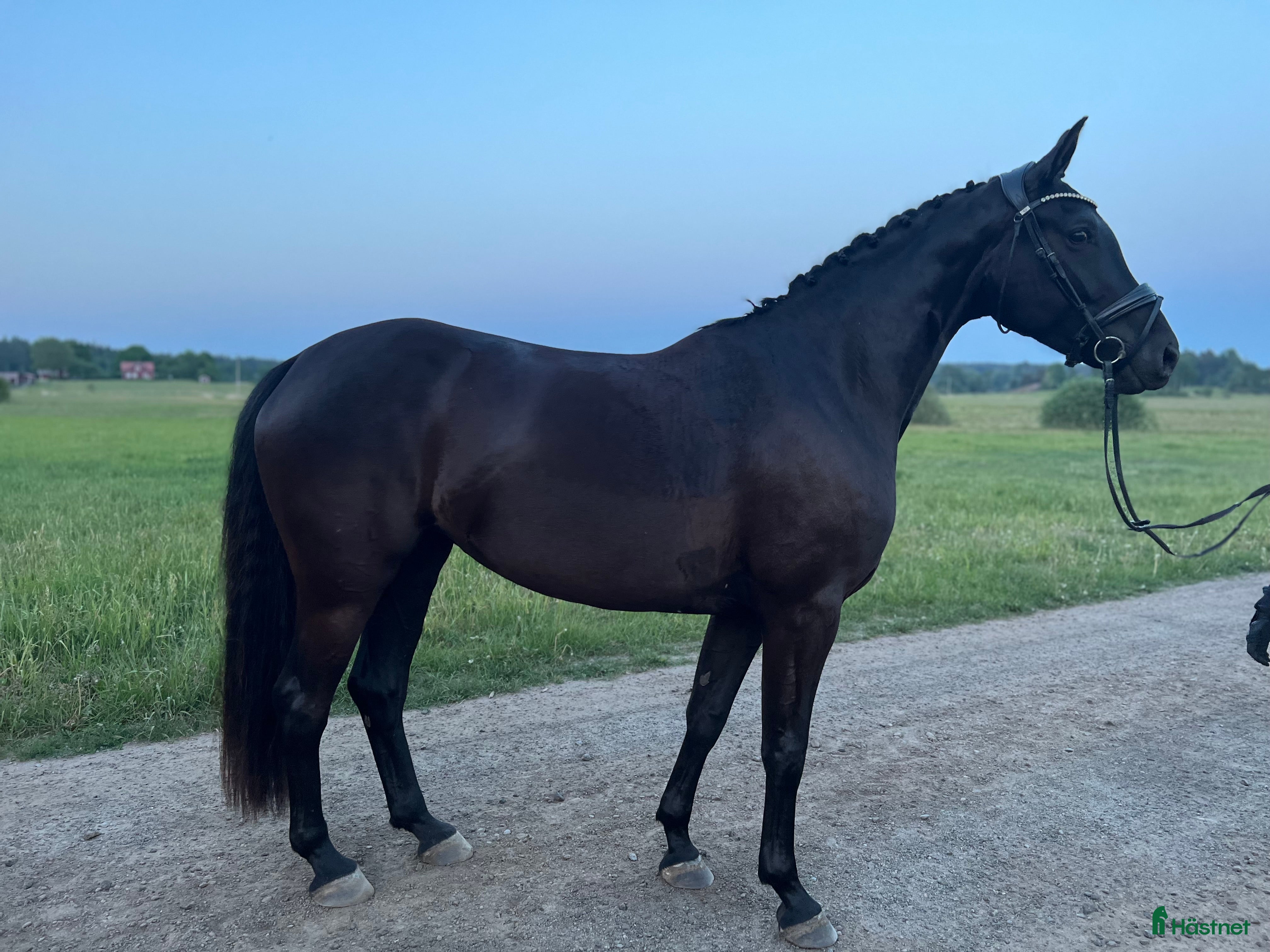  hästar  Dräktigt toppsto i Tungelsta - Annons 17