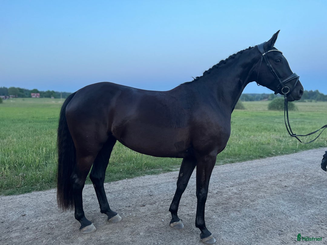 Dressyr hästar till salu:  Dräktigt toppsto i Tungelsta - Annons 1