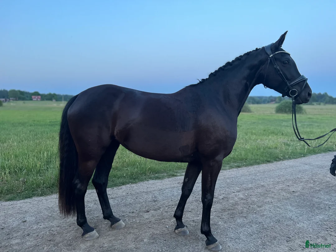 Dressyr hästar till salu:  Dräktigt toppsto i Tungelsta - Annons 1