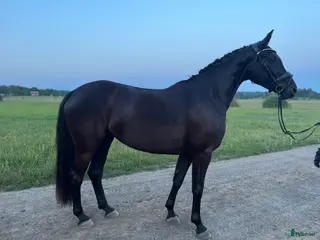 hästar Dräktigt toppsto i Tungelsta - Annons 21