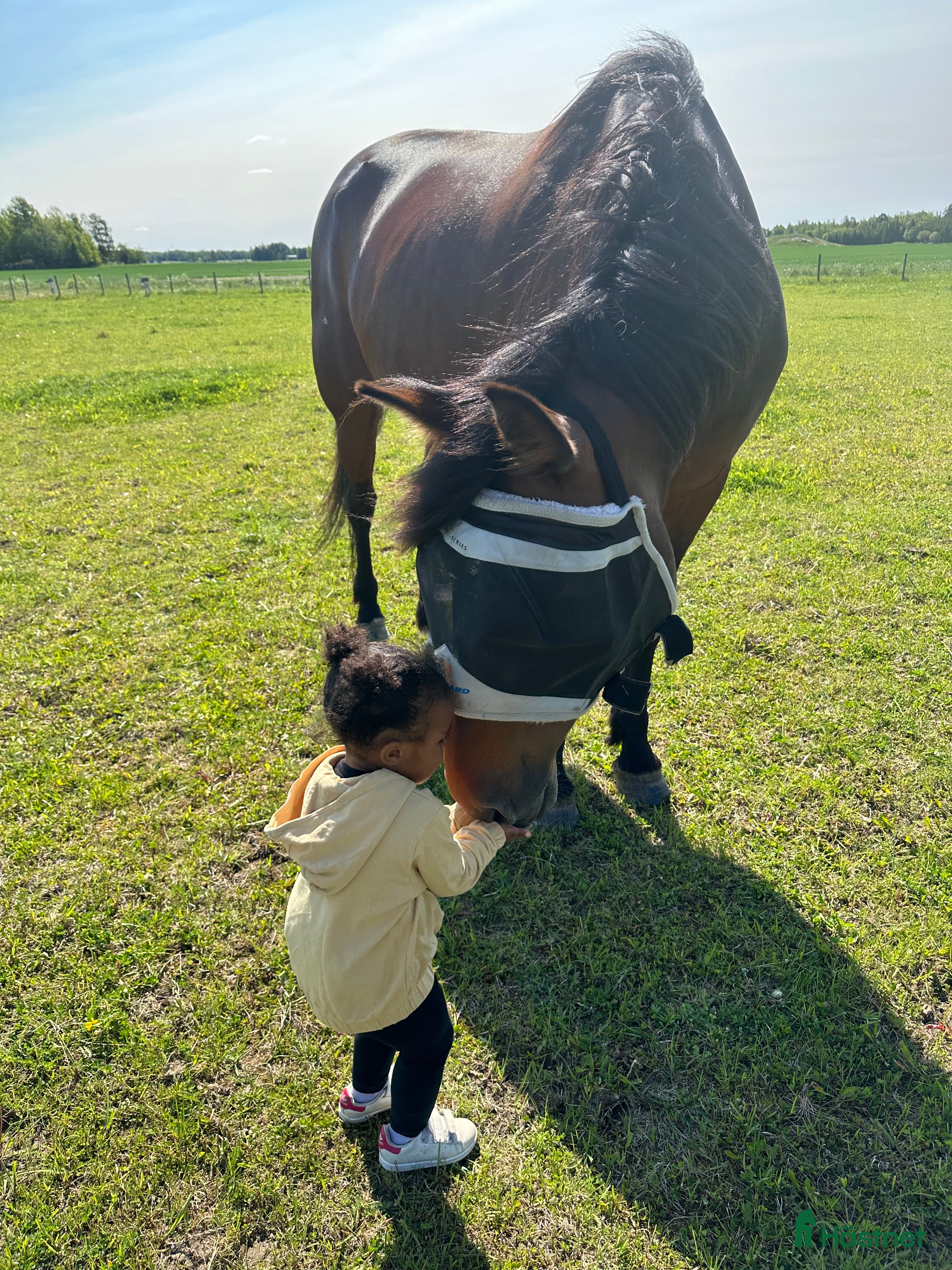  hästar Underbart sto söker ny kompis ! - Annons 4