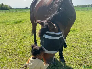 hästar Underbart sto söker ny kompis ! - Annons 4