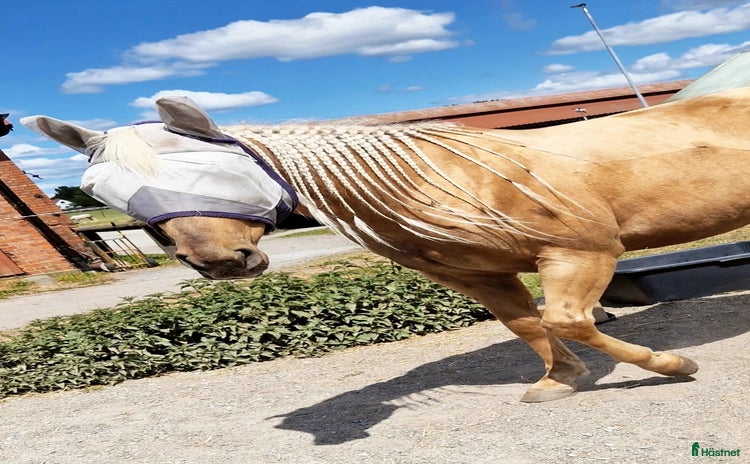  hästar i Karlshamn - Annons 3