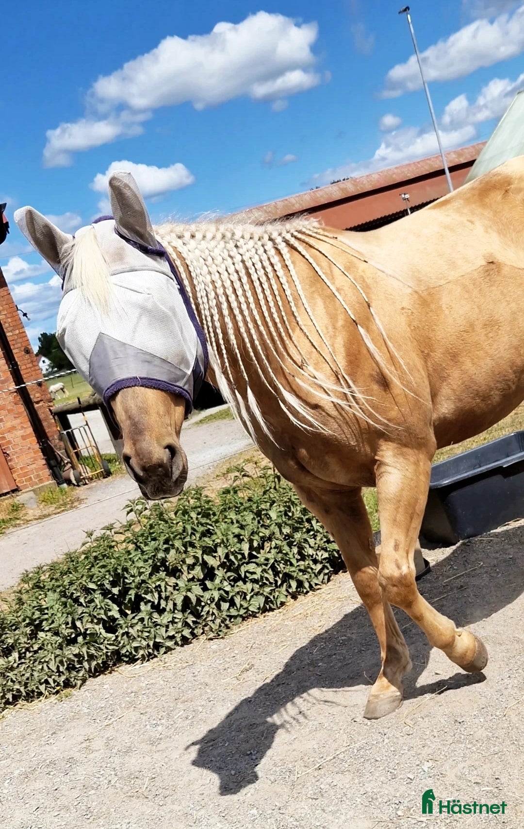 Sällskap hästar till salu: Världens snällaste GULDPONNY! i Karlshamn - Annons 1