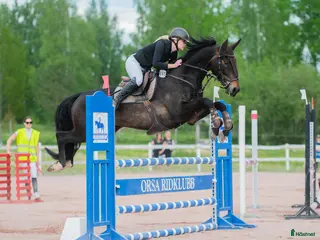 hästar Superfin valack - Annons 3