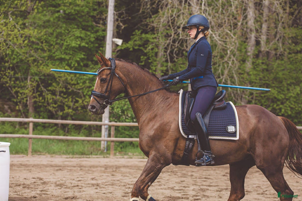  hästar Samarbete WE - Annons 4