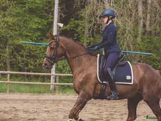 Dressyr hästar sökes: Samarbete WE - Annons 1