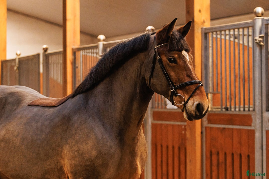 Allround hästar till salu: Super comfortable all around mare - Annons 1