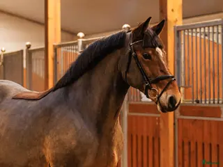 hästar Super comfortable all around mare - Annons 18