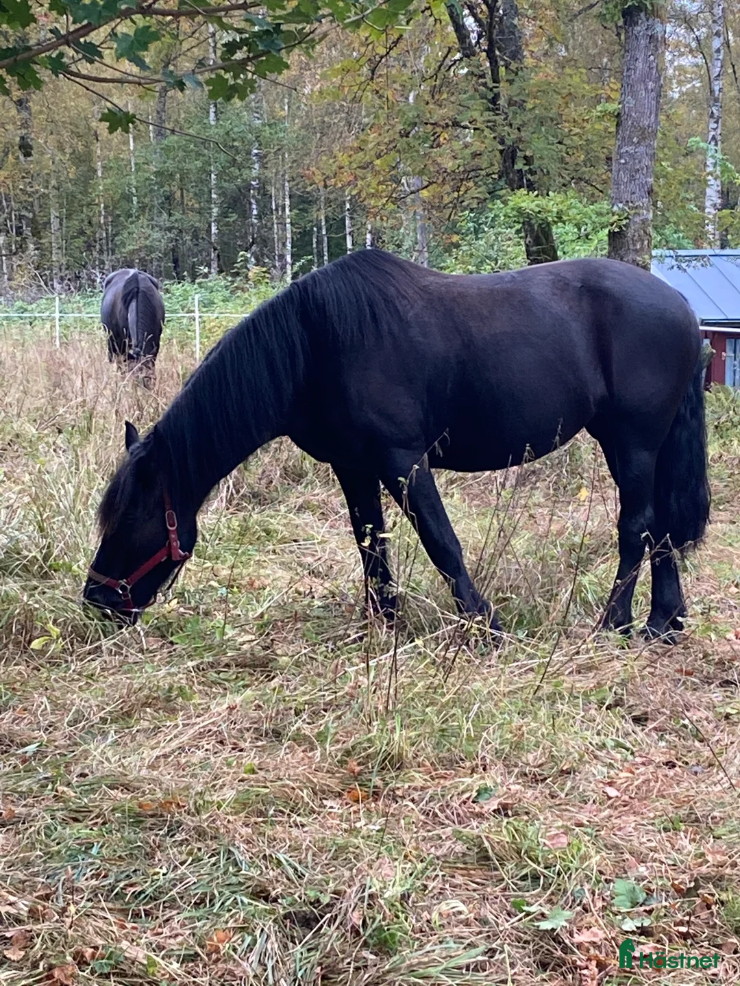 Allround hästar till salu: Två underbara ston säljes tillsammans i Ätran - Annons 5
