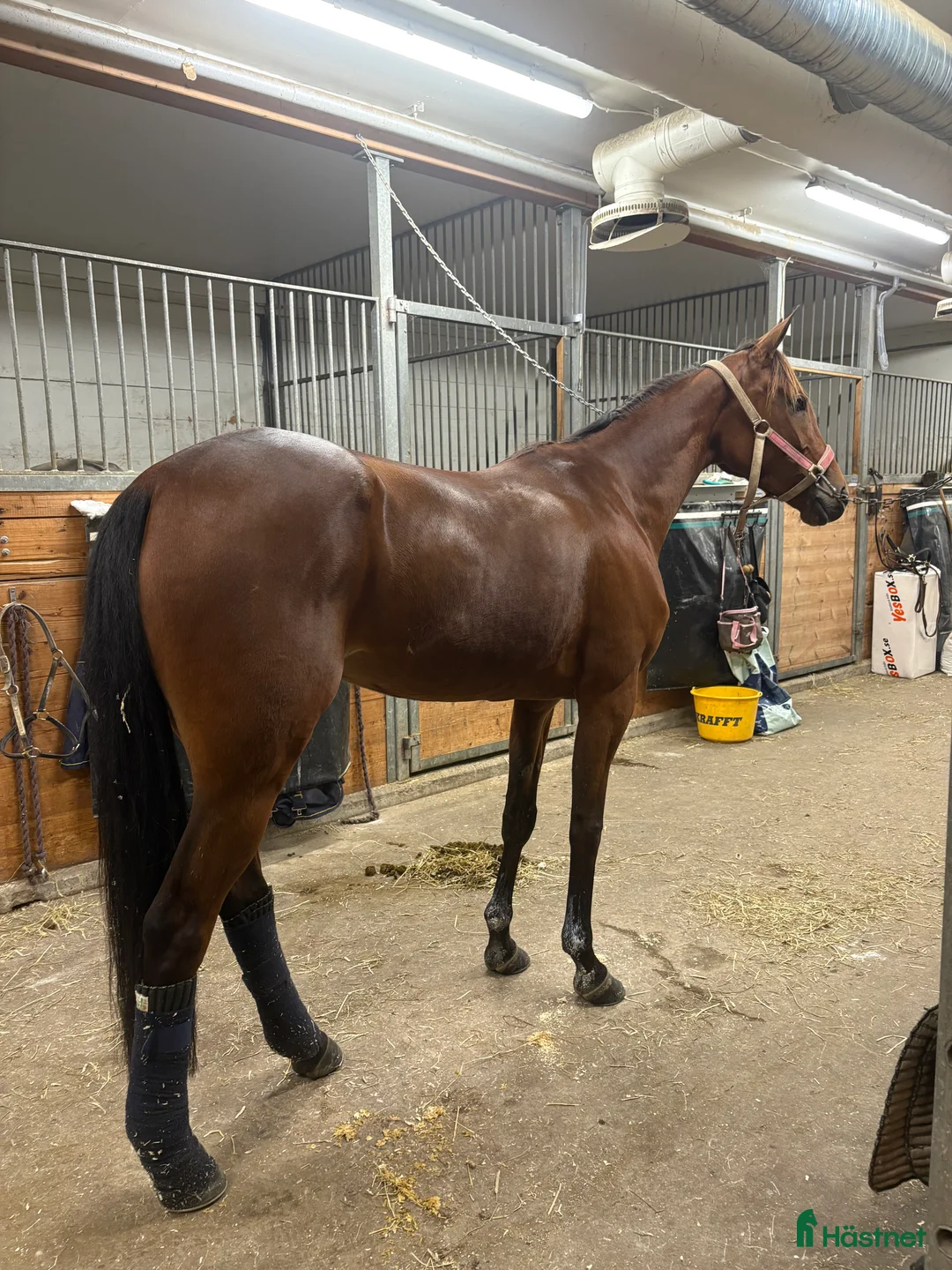 Trav hästar till salu: Starthäst - Annons 4