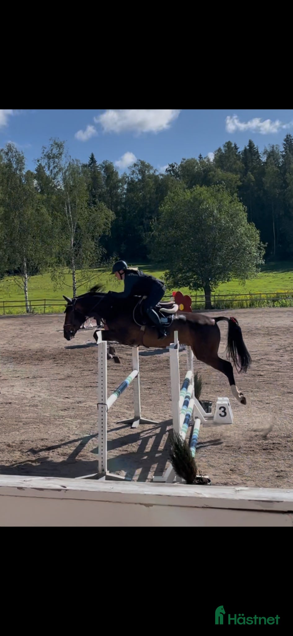 Hoppning hästar till salu: Lovande unghäst! - Annons 1