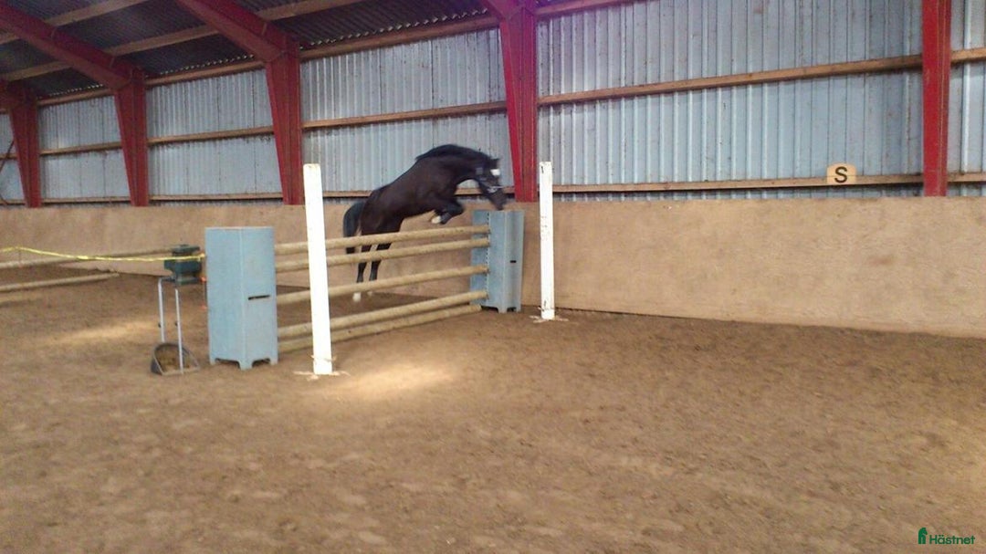 Allround hästar till salu: Trevlig ridkompis och läromästare i Sankt OLOF - Annons 7